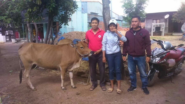 “Ngân hàng bò” tại Phú Thiện (Gia Lai): Tạo sinh kế cho hộ nghèo phát triển kinh tế gia đình